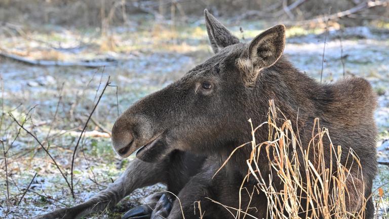 Die Elchkuh Lillesol