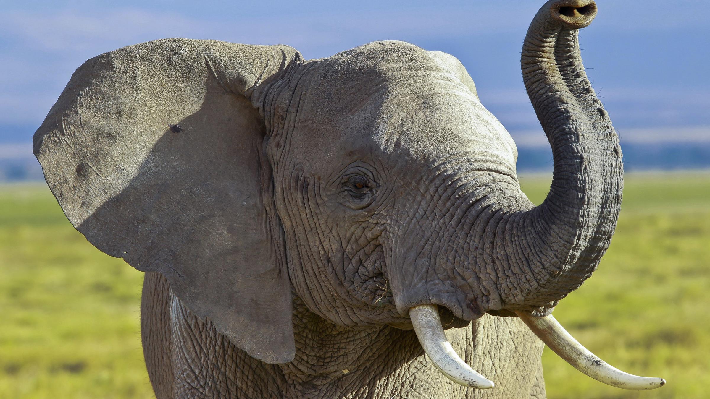 Afrikanischer Elefant
