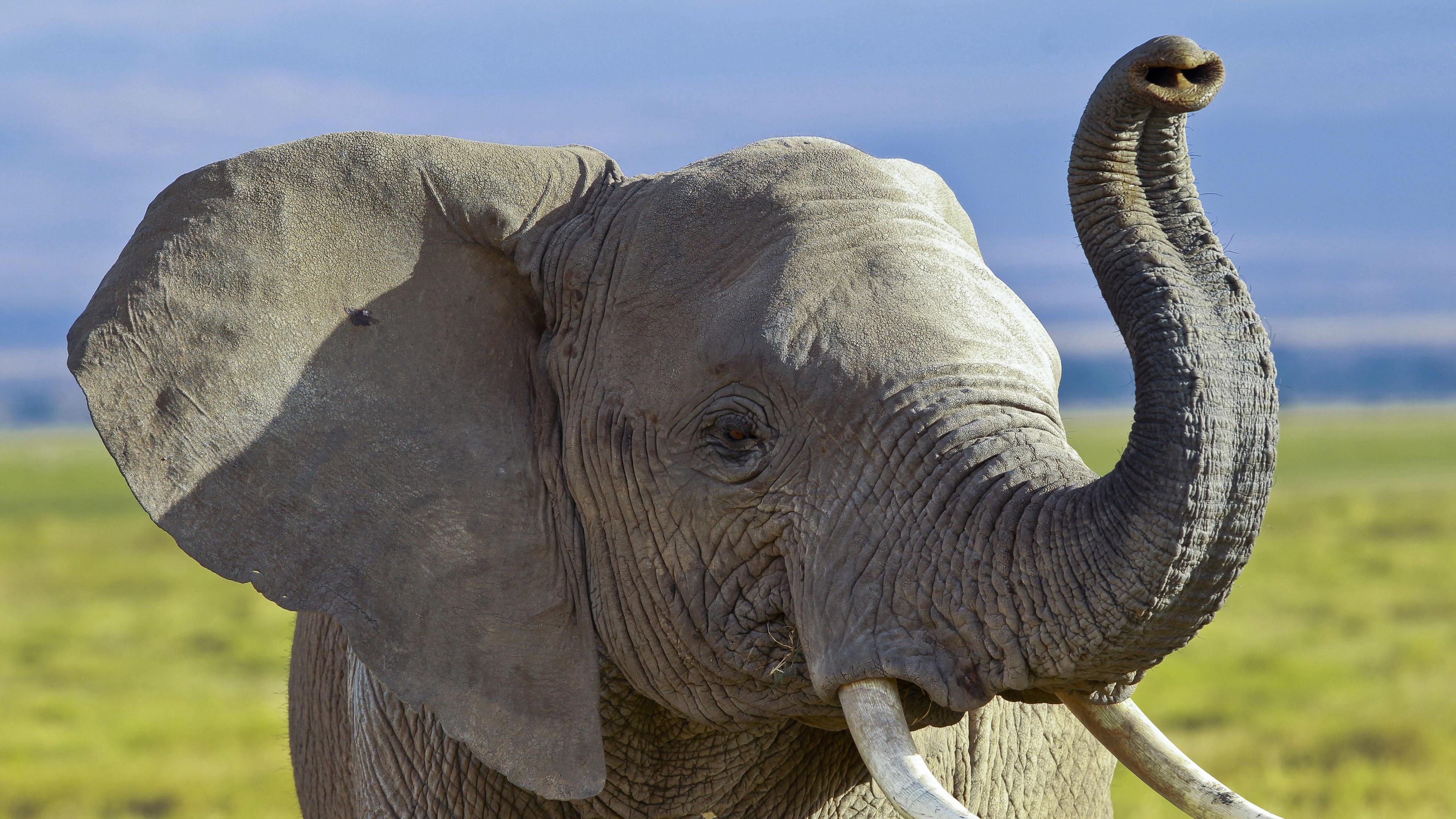 Afrikanischer Elefant