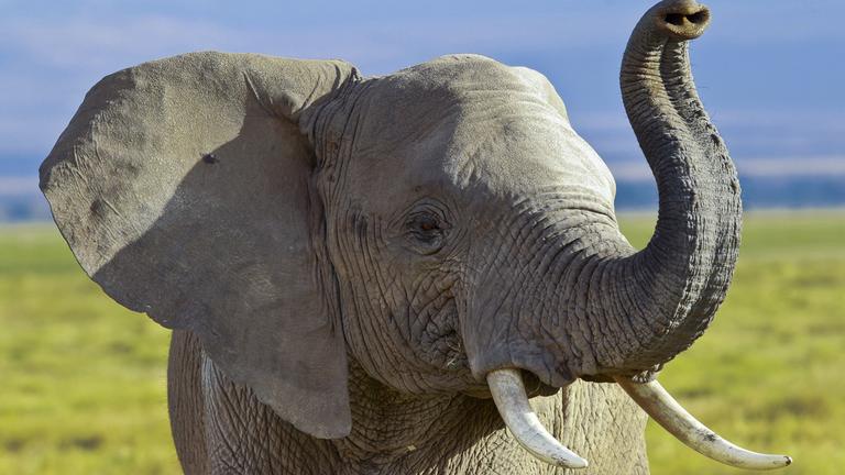 Afrikanischer Elefant