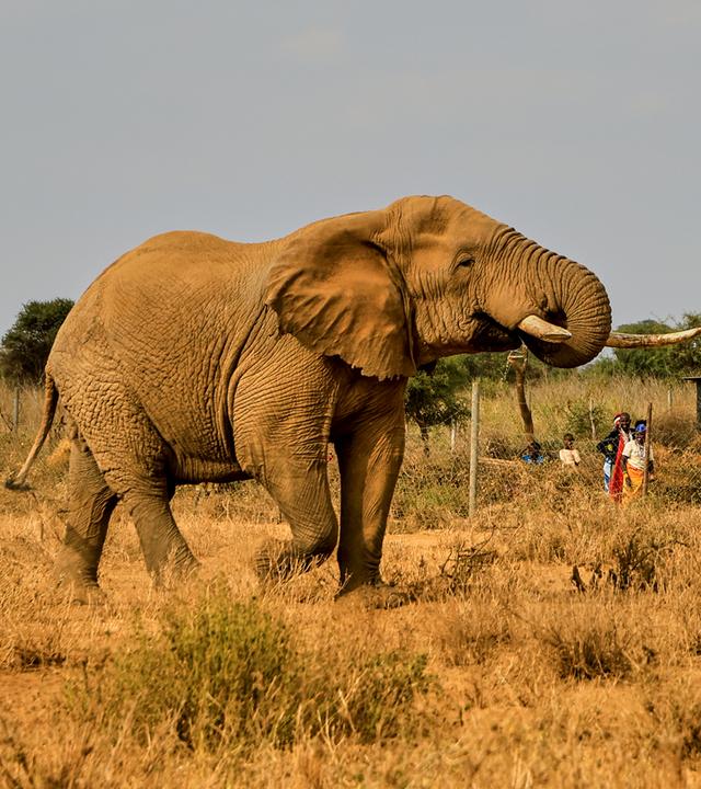 Ein Elefant läuft an einem Gehöft im Dorf vorbei.