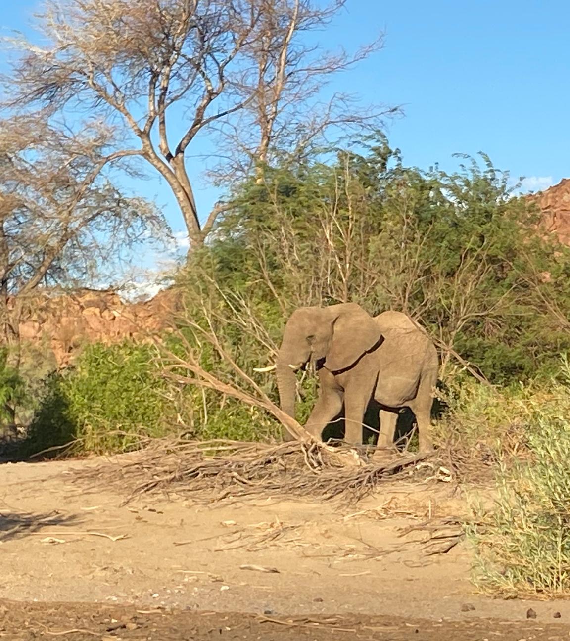 Elefant 