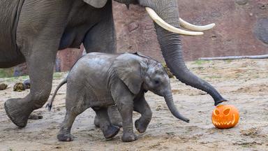 Elefant spielt mit geschnitztem Kürbis