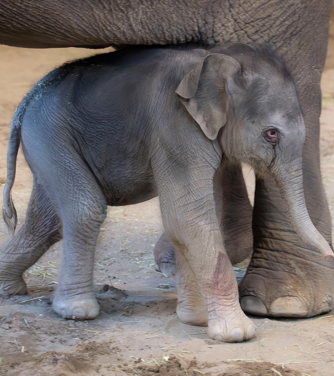 Babyelefant mit Mutter im Gehege des Zoo Oregon