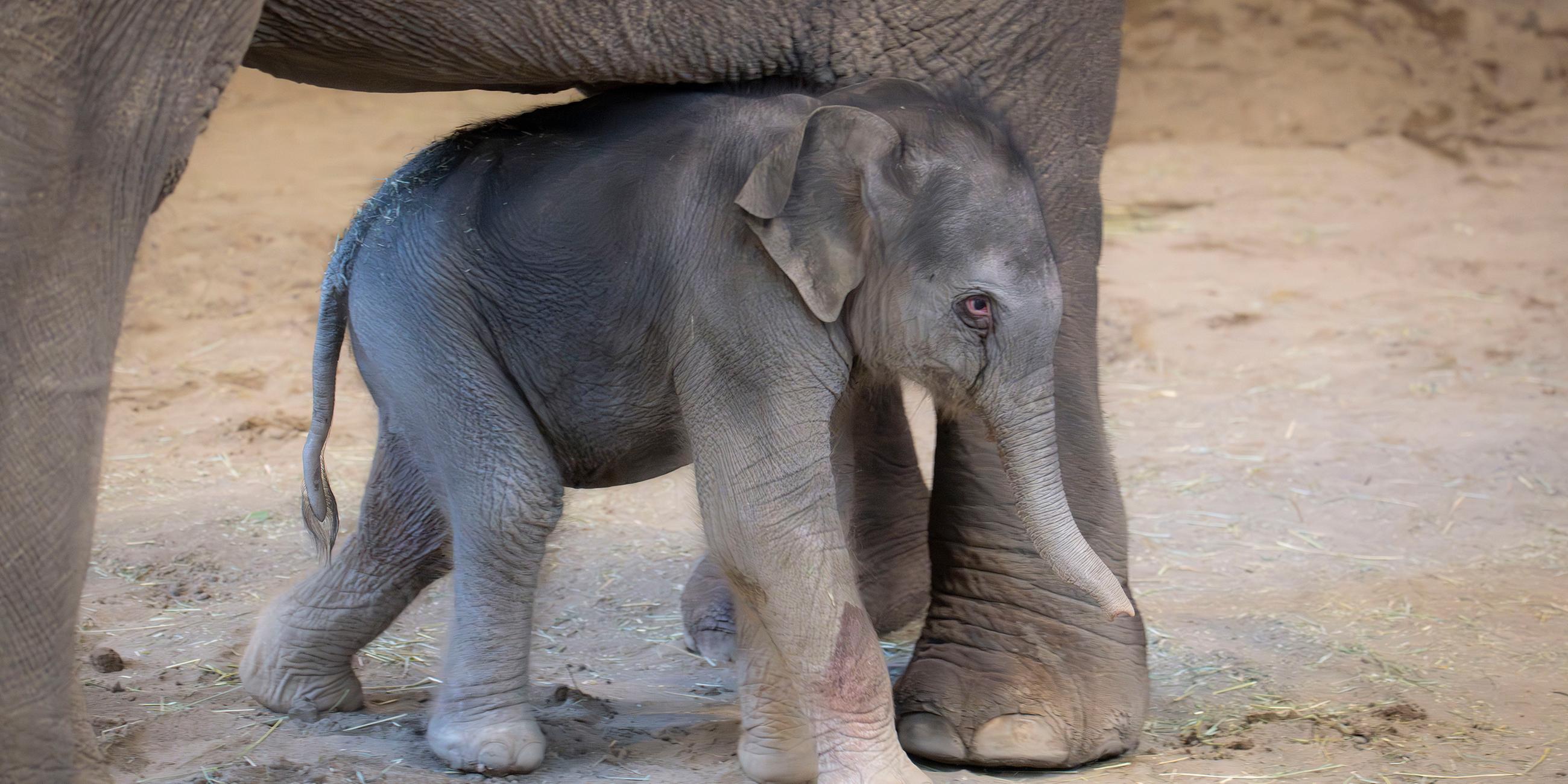 Babyelefant mit Mutter im Gehege des Zoo Oregon