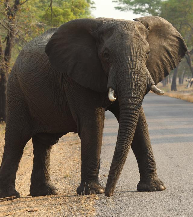 Ein Elefant überquert eine Straße in Simbabwe. 