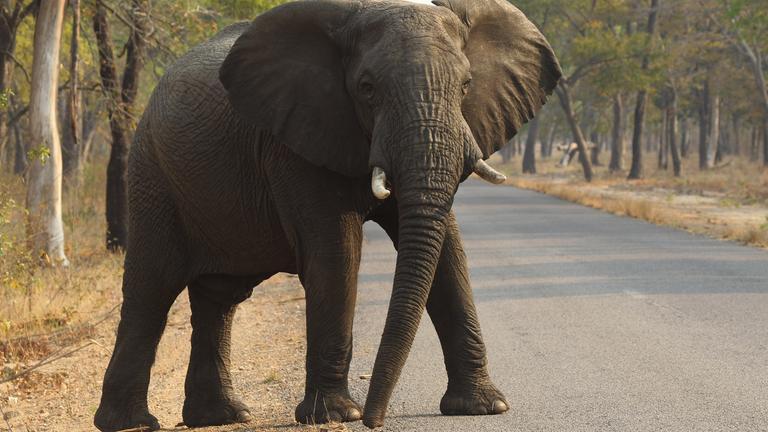 Ein Elefant überquert eine Straße in Simbabwe. 