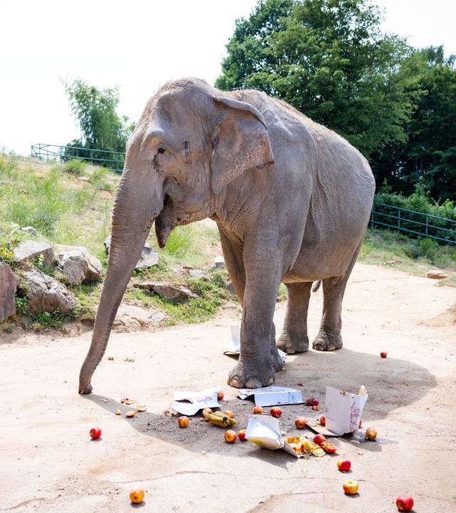 Elefantendame Trinh (40) steht in ihrem Gehege im Neunkircher Zoo.