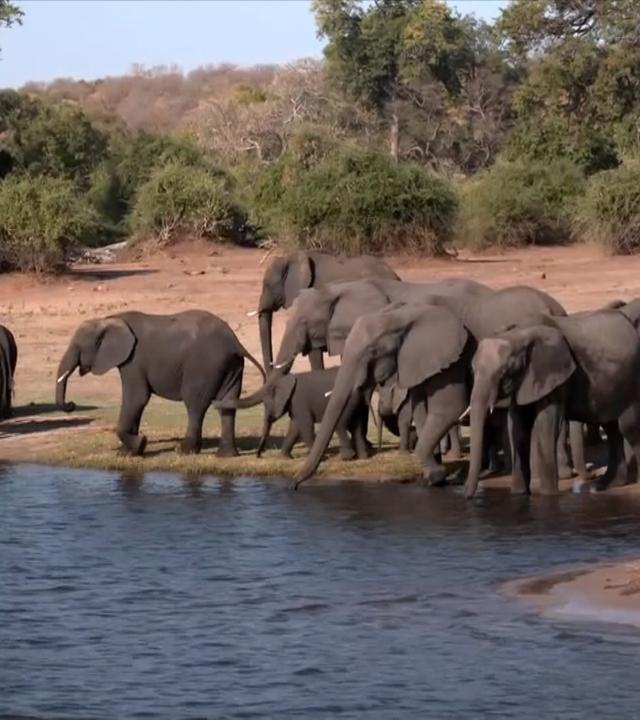 Dickhäuterplage in Botswana