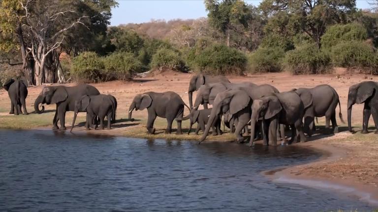 Dickhäuterplage in Botswana