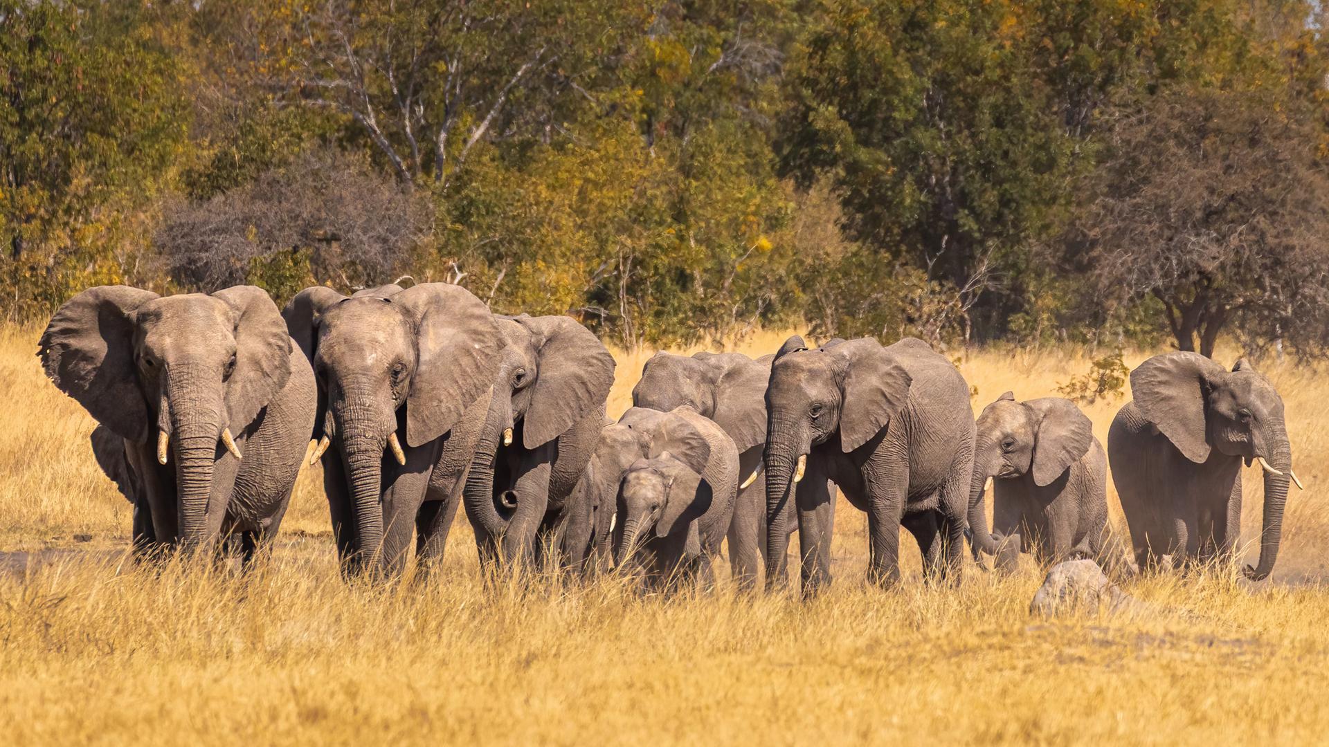 Eine Elefantenherde in der Hwange-Ebene in Simbabwe. (Archivbild)