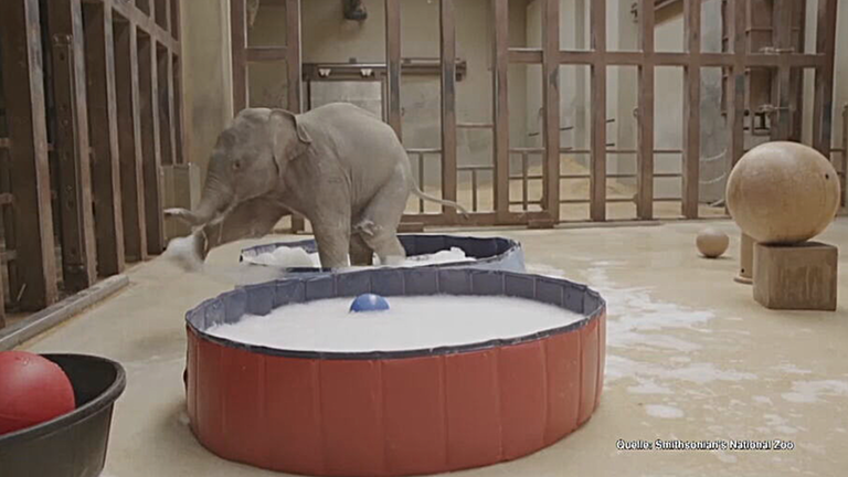 Elefantenbaby Linh Mai erobert Herzen