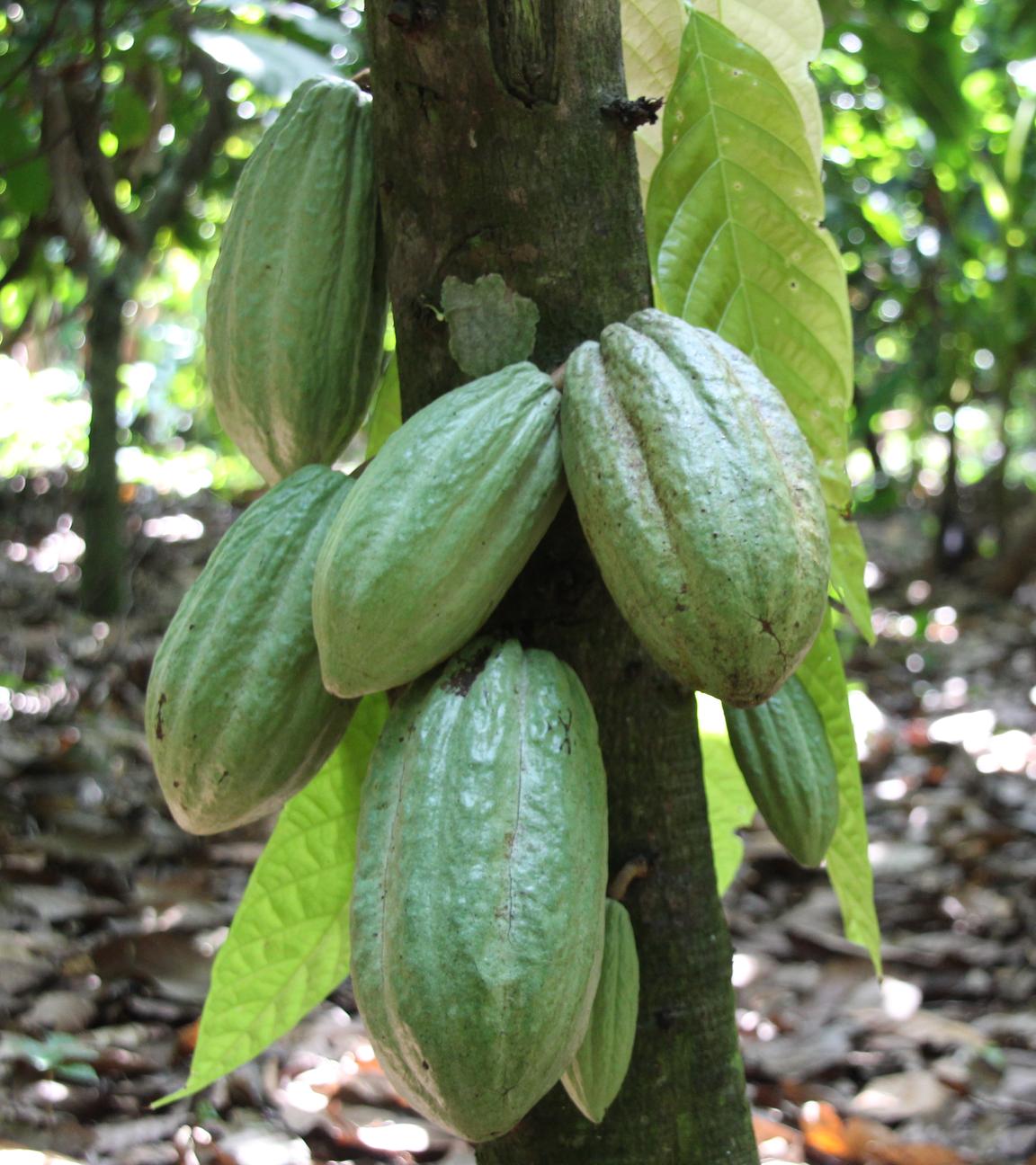 Unreife Kakaoschoten hängen in einer Plantage in der Nähe des Ortes Affiakounou im Süden der Elfenbeinküste an einem Baum.