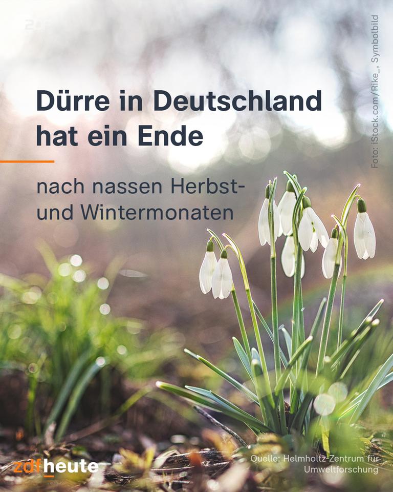 Nach den nassen Herbst- und Wintermonaten sprießen Schneeglöckchen aus dem Boden