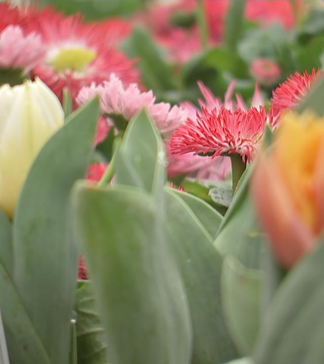 Tulpen und andere Blumen