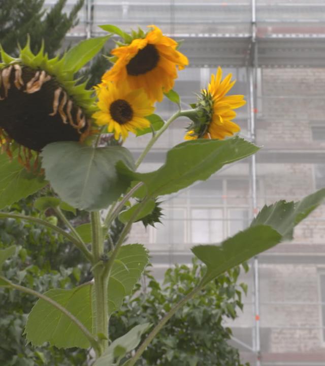 Sonnenblume vor eingerüstetem Wohnhaus