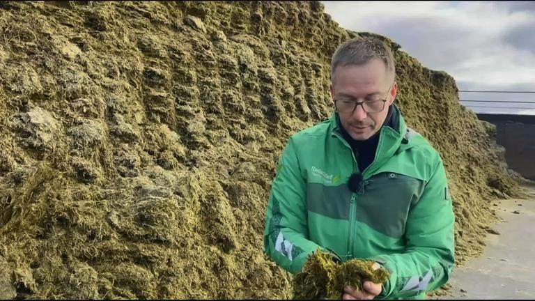 Landwirt steht vor riesigem Misthaufem, er hält Kuhmist in den Händen