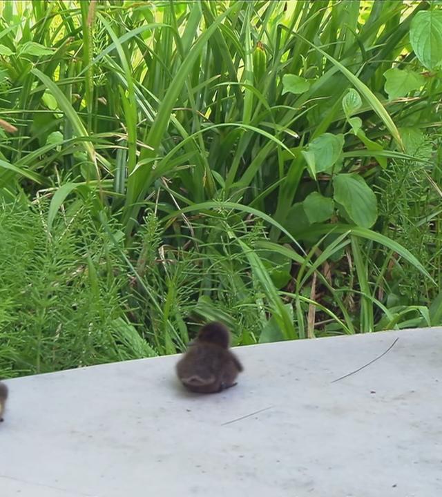 Enten bei "Volle Kanne"