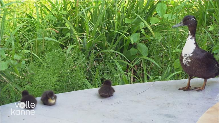 Enten bei "Volle Kanne"