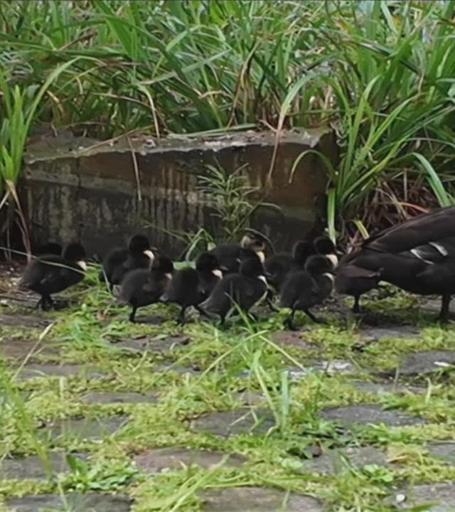 Entenbabys im "Volle Kanne"-Atrium