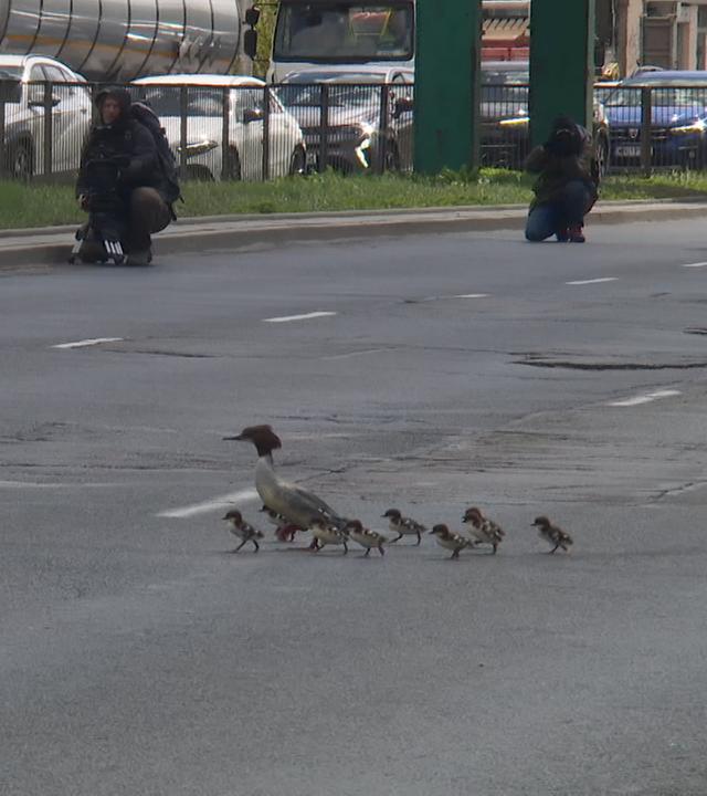 Die Enten watscheln mit ihren Küken über die Straßen Warschaus und halten den Verkehr auf. 