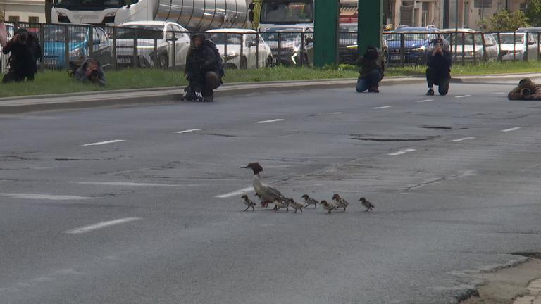 Die Enten watscheln mit ihren Küken über die Straßen Warschaus und halten den Verkehr auf. 