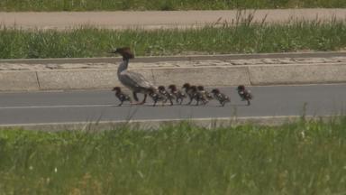 Entenküken auf der Straße