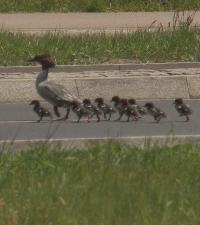 Entenküken auf der Straße