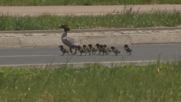 Entenküken auf der Straße