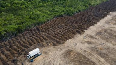 Brasilien, Porto Velho: Ein Lastwagen steht in einem abgeholzten Gebiet des Amazonas. Die EU geht mit einem neuen Gesetz gegen die Abholzung der Wälder vor.