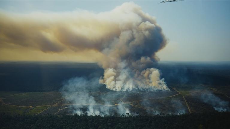 Entwaldungsbericht: Waldziel in Gefahr