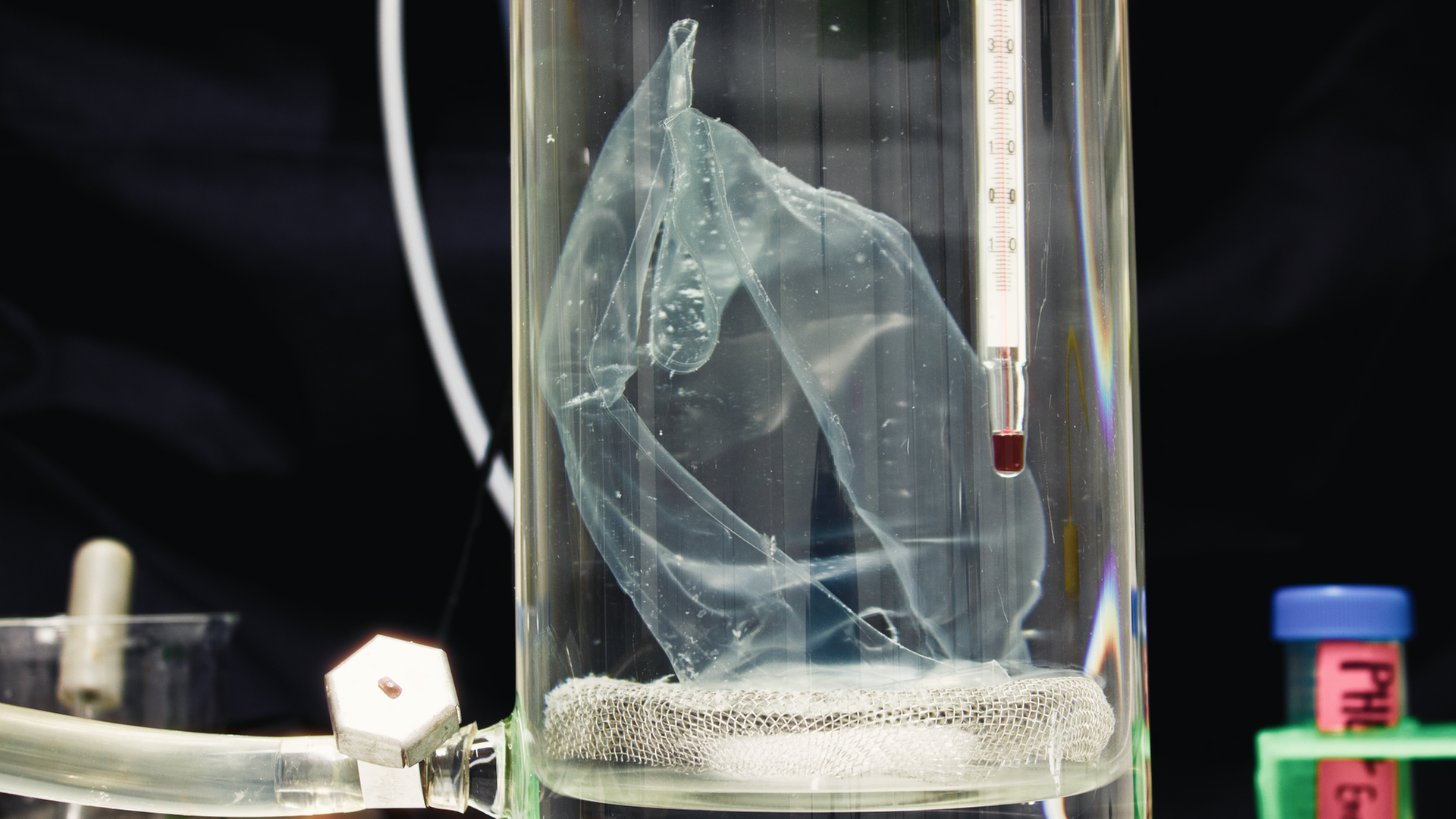 Enzym PHL7 zersetzt PET Plastik, löst sich in 24h auf