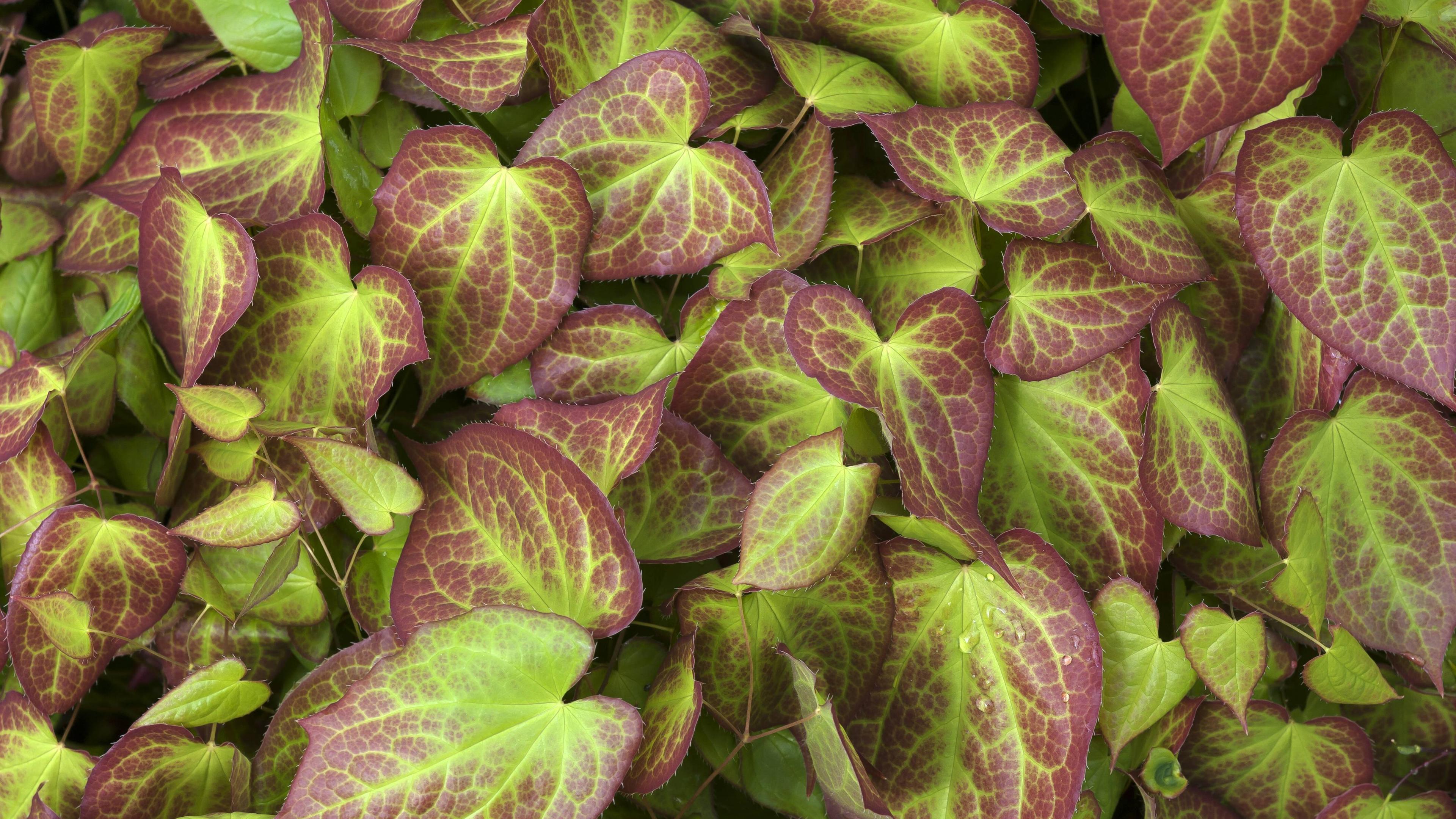 Epimedium