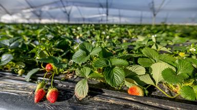 Erdbeeren auf einem Erdbeerfeld in Spanien, das mit Kunststoffolien abgedeckt ist.