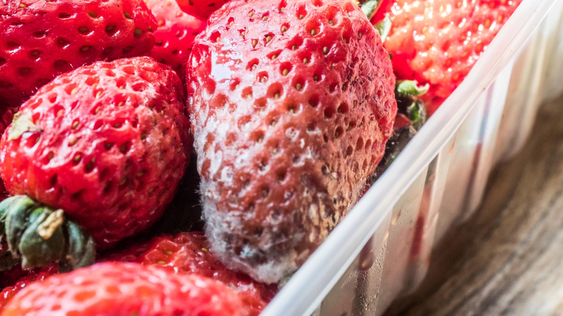 Verschimmelte Erdbeeren