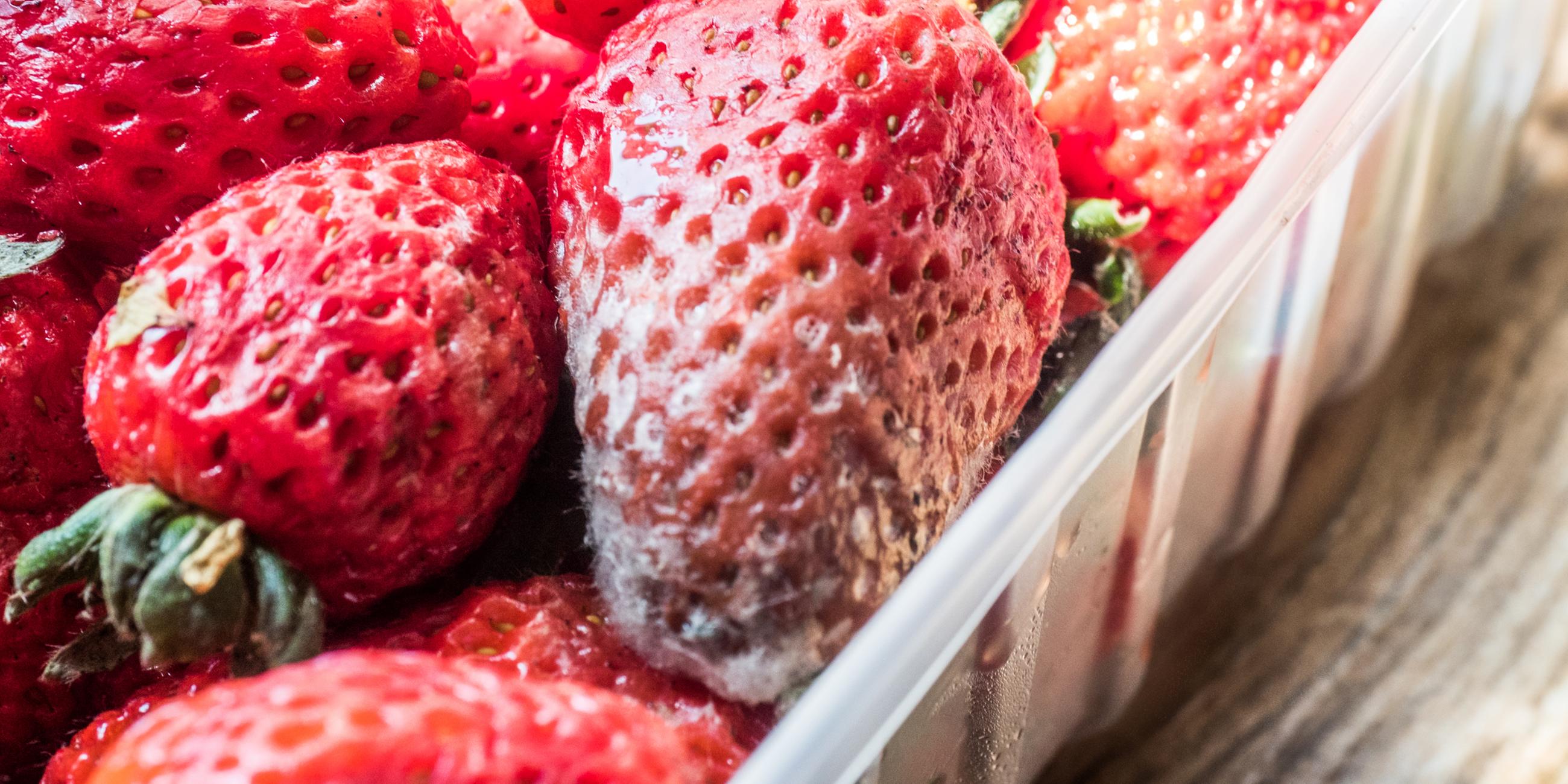Verschimmelte Erdbeeren