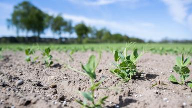 28.04.2026, Niedersachsen, Burgdorf: Auf einem Feld in der Region Hannover werden Erbsen angebaut.