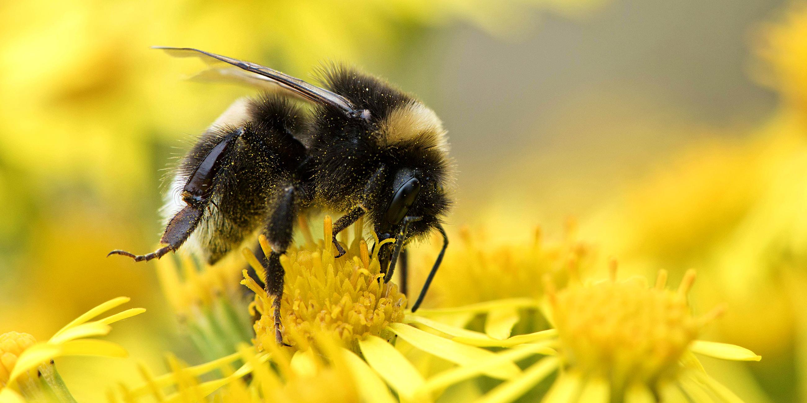 Dunkle Erdhummel (Bombus terrestris) auf Jakobskreuzkraut