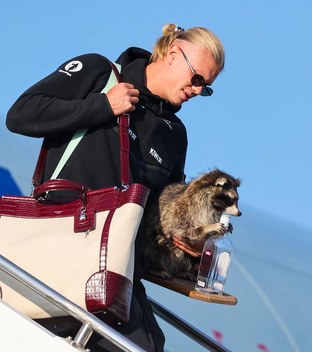 Erling Haaland mit Waschbär