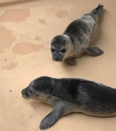 Zwei Seehund-Babys in einer Seehundstation