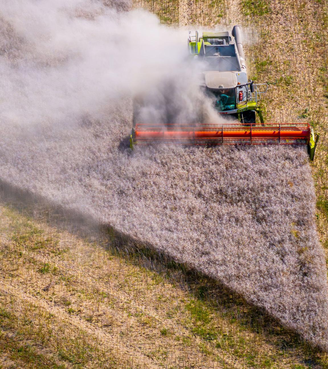 Mecklenburg-Vorpommern, Questin: Ein Mähdrescher fährt bei der Ernte über ein Rapsfeld in der Nähe des Salzhaff.