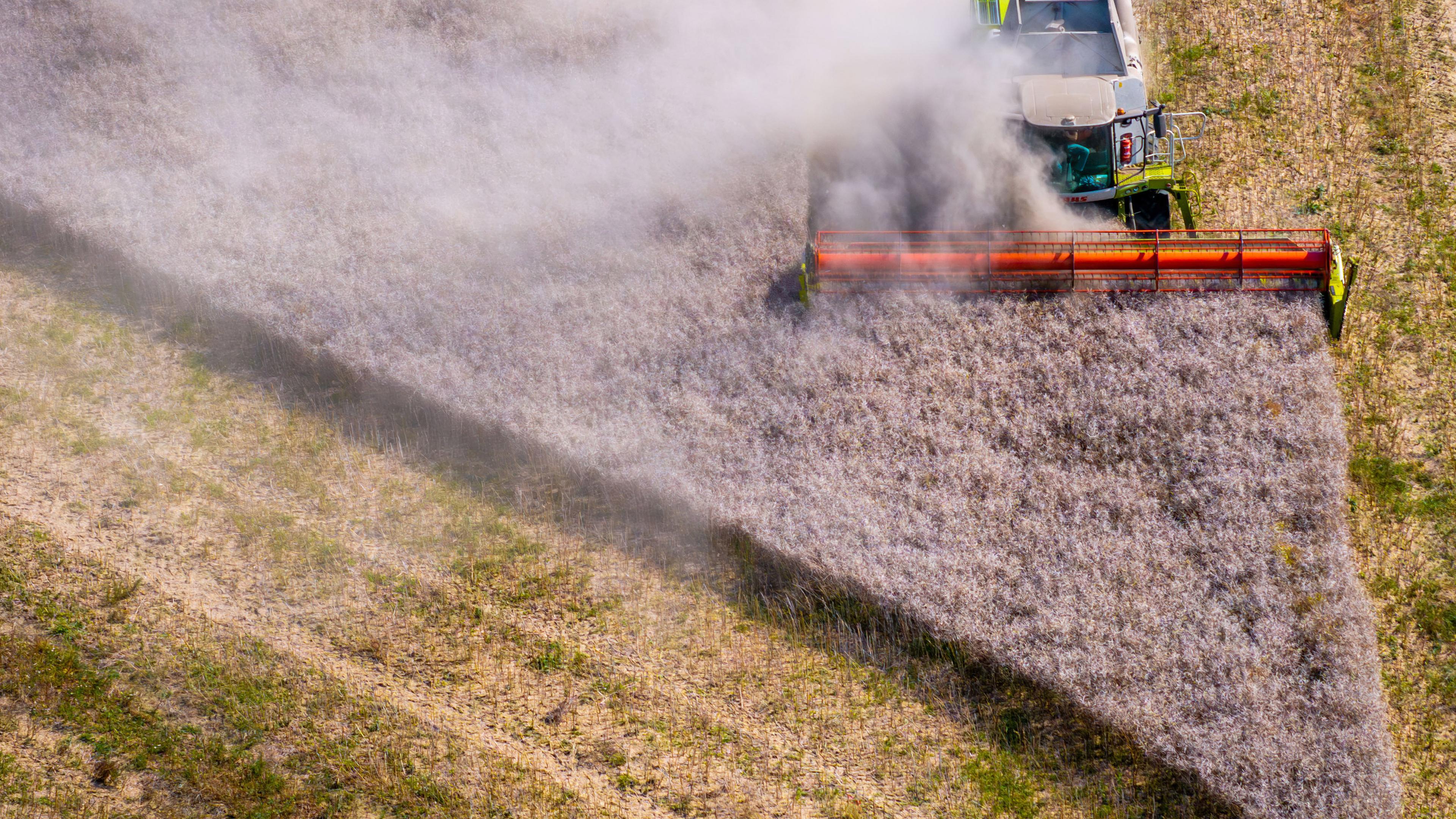 Mecklenburg-Vorpommern, Questin: Ein Mähdrescher fährt bei der Ernte über ein Rapsfeld in der Nähe des Salzhaff.
