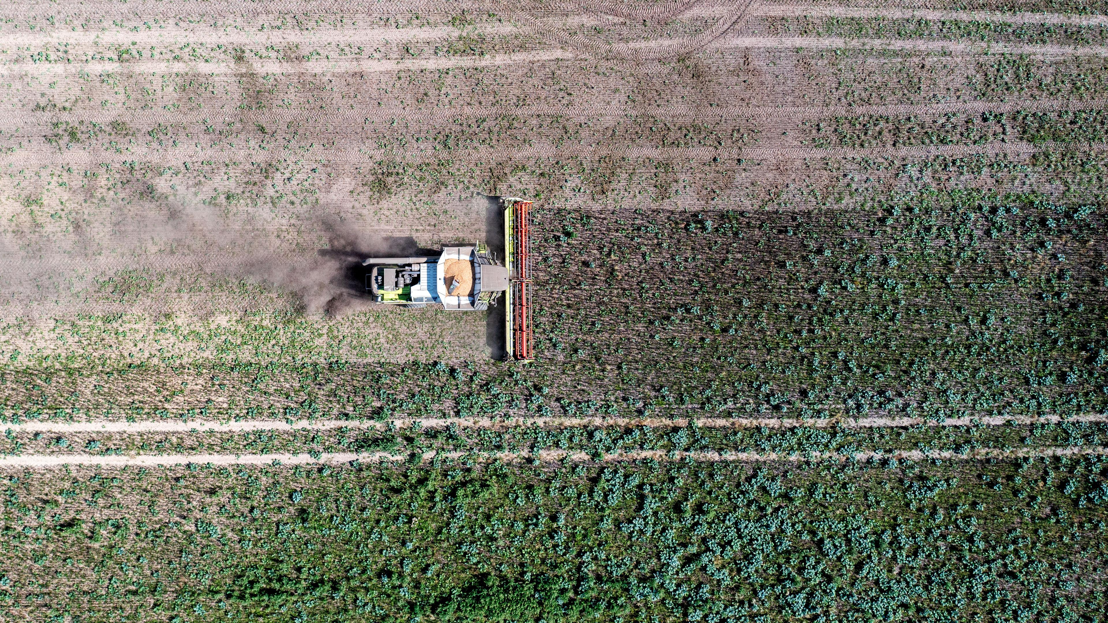 Mecklenburg-Vorpommern, Mühlen Eichsen: Ein Mähdrescher erntet Ackerbohnen auf einem Feld. 