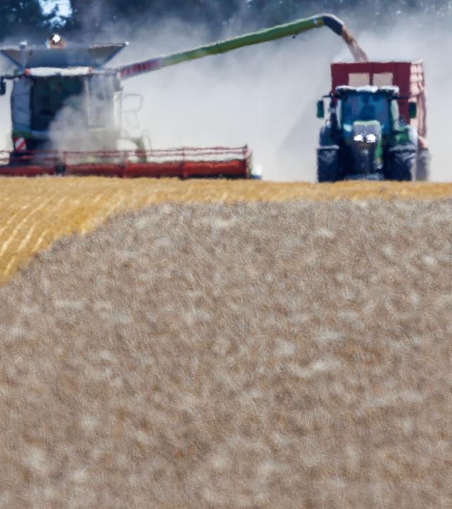 Ein Mähdrescher fährt im Hitzeflimmern bei der Getreideernte in einer großen Staubwolke über ein Weizenfeld. Durch die lange Trockenheit in diesem Sommer wird rund drei Millionen Tonnen Getreide und Raps verloren