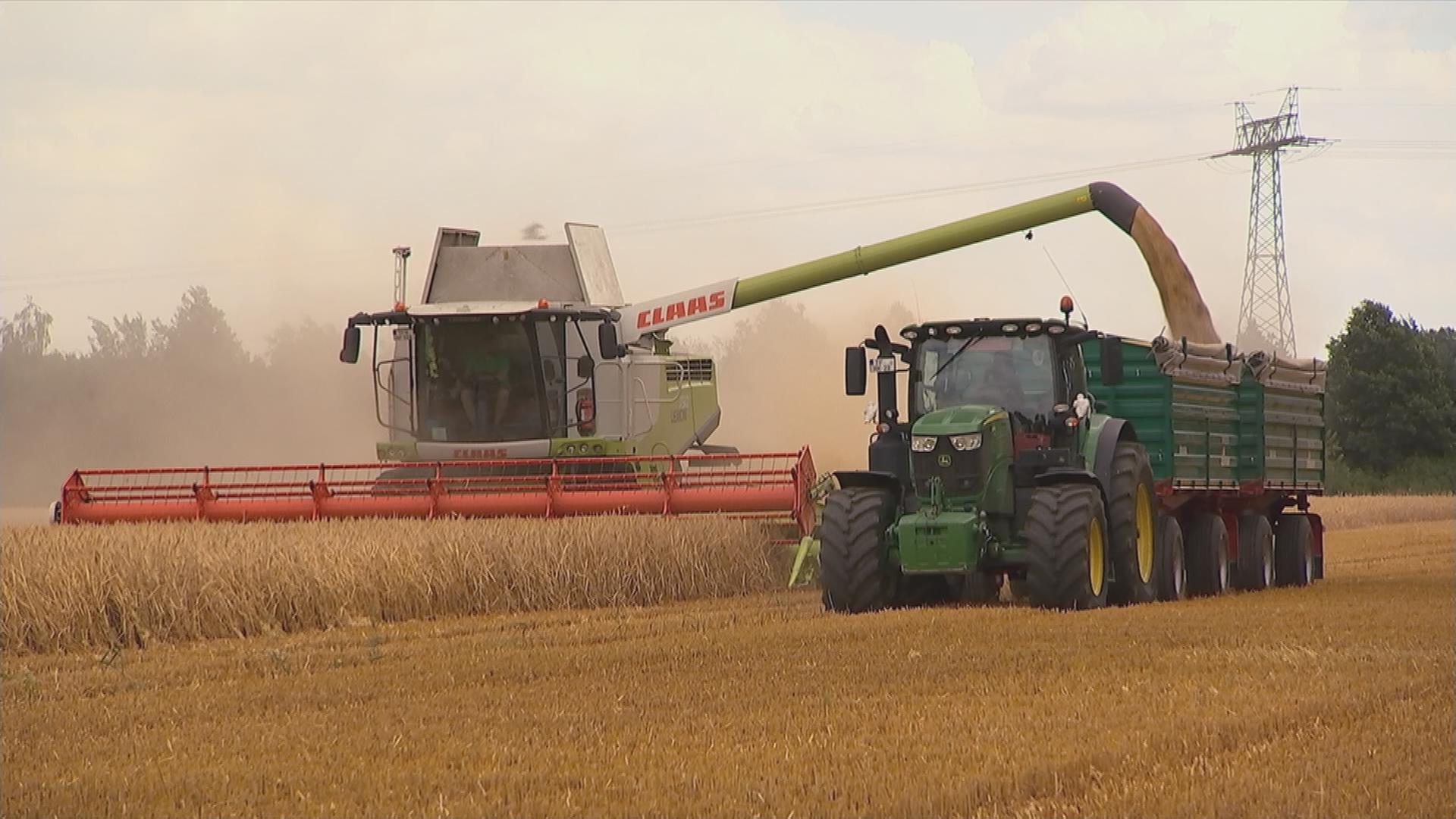 Mähdrescher auf Feld