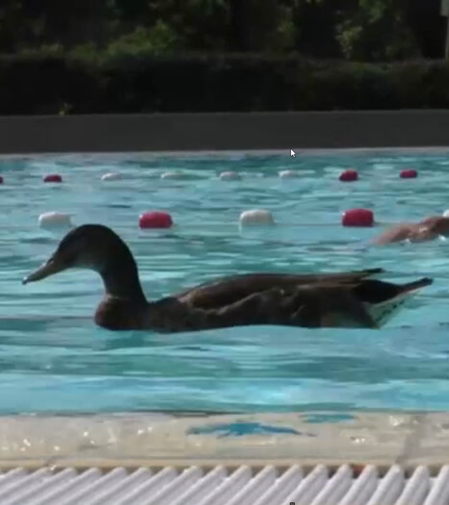Ein Erpel schwimmt im Freibad gemeinsam mit einem Mann.
