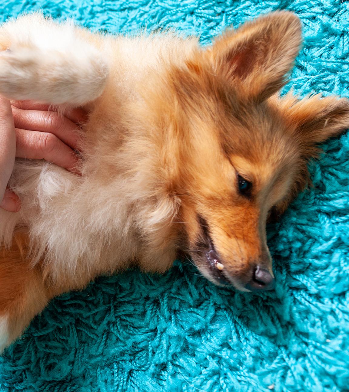 Hund liegt am Boden und wird verarztet