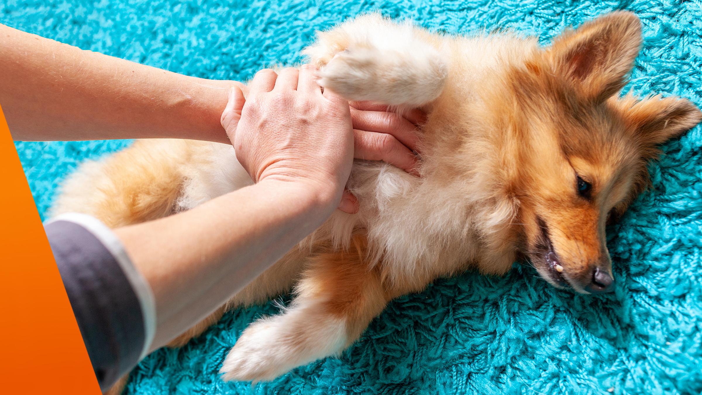 Hund liegt am Boden und wird verarztet