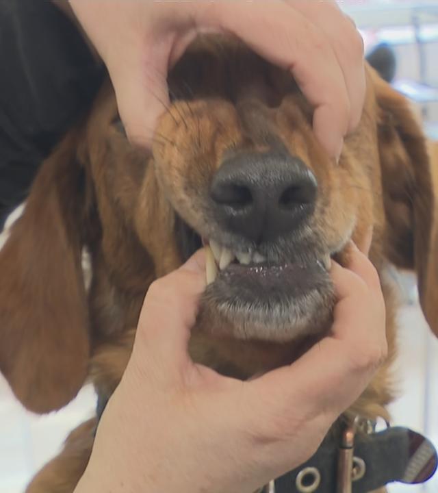 Hund wird das Maul geöffnet, um erste Hilfe zu leisten