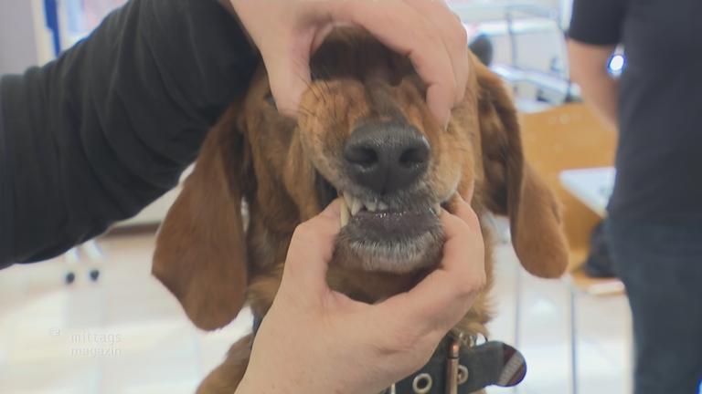 Hund wird das Maul geöffnet, um erste Hilfe zu leisten